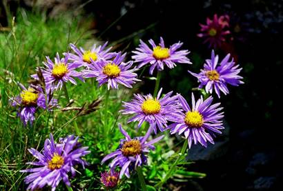 043asters.jpg